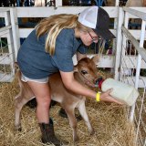 Lemoore's Megan Clarke tends her baby calf born at the Kings Fair.